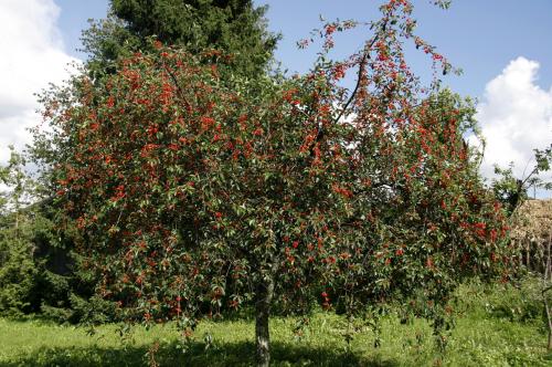 Arbre fruitier : Cerisier