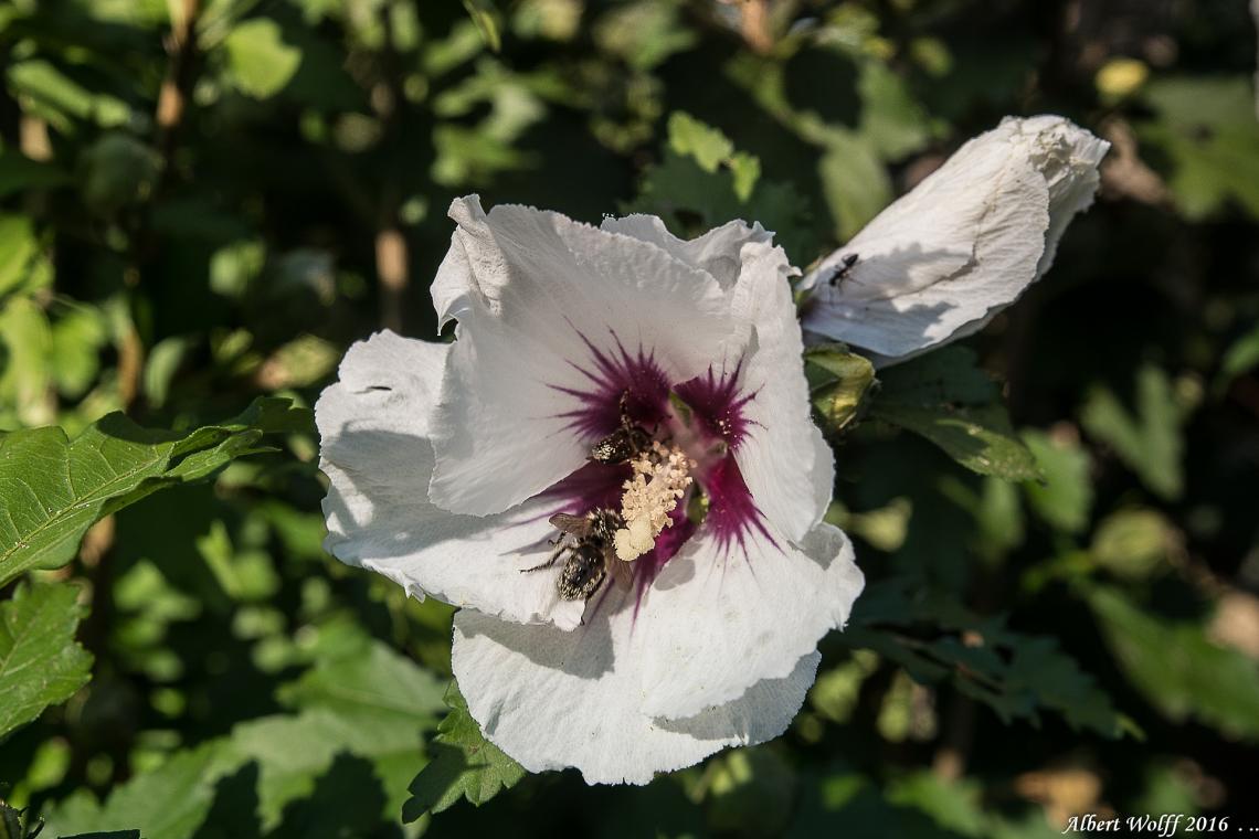 La fleur et  l'abeille