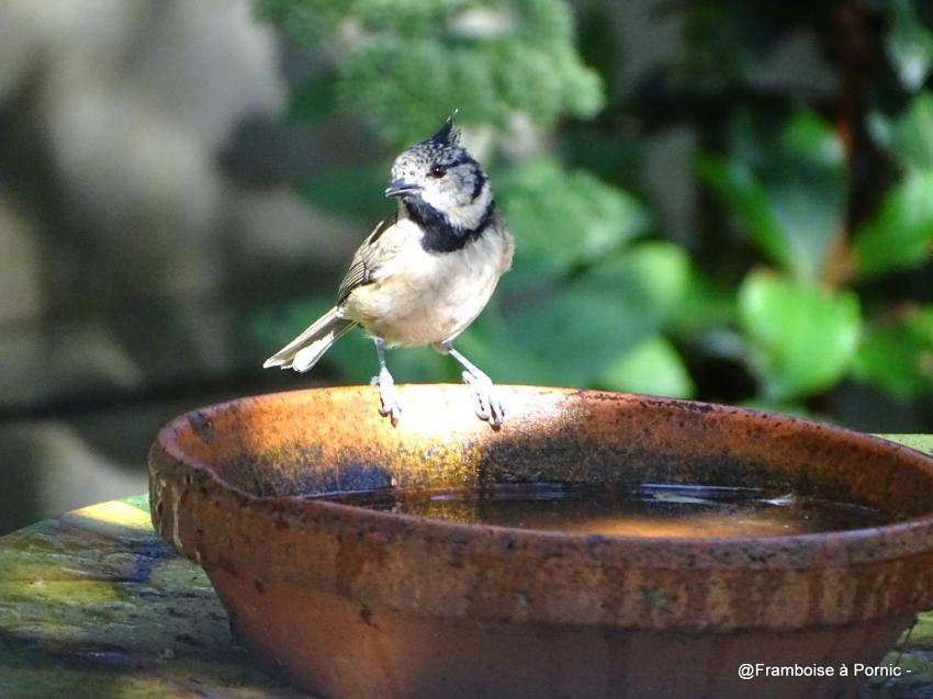 Oiseaux du jardin - Septembre 2018