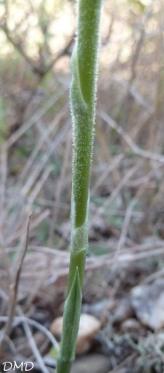 Spiranthes spiralis - spiranthe d'automne
