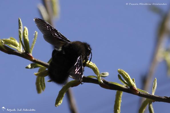 Xylocope ou Abeille charpentière