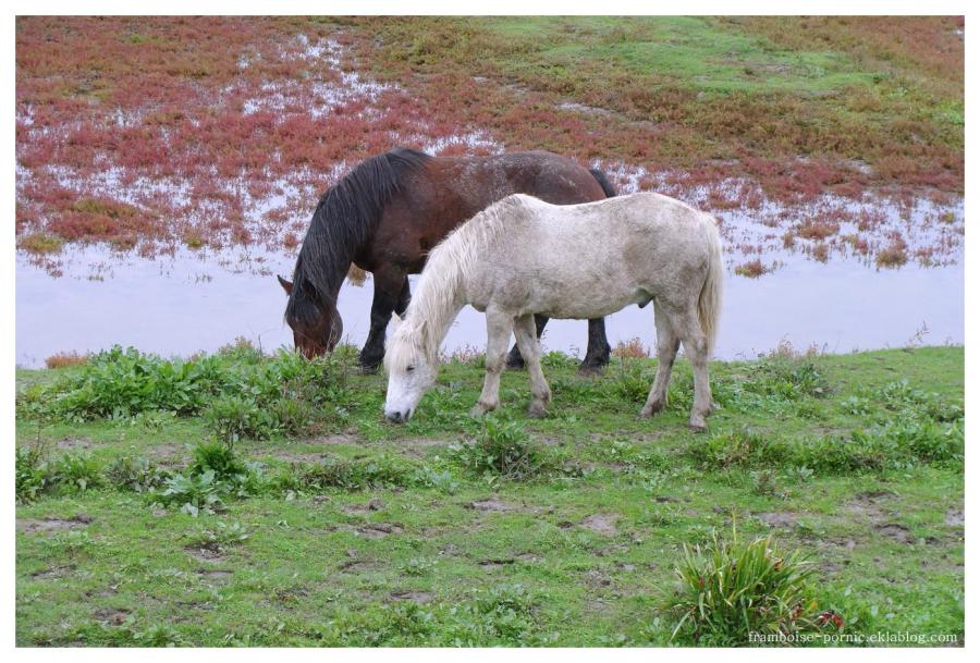 Cheval mon ami 