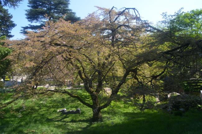 Promenade avec Arlette au Jardin Albert Kahn