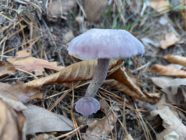 Des champignons par milliers 