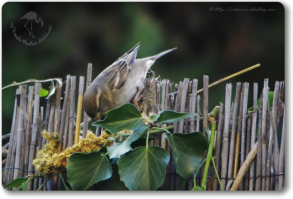 Couple de Passer domesticus- Moineaux domestiques...