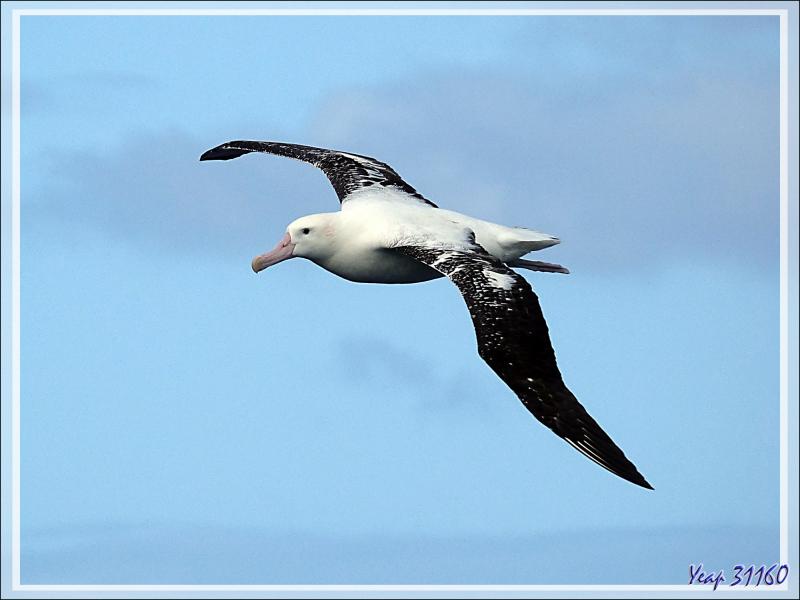 Observation d'oiseaux entre Tristan da Cunha et Le Cap : incertitude entre des Albatros hurleurs ou des Albatros de Tristan?