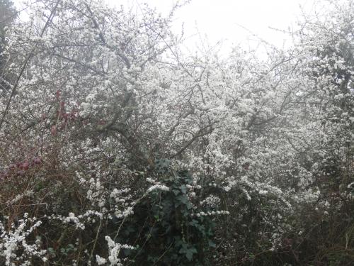 Cerisiers roses et pommiers blancs