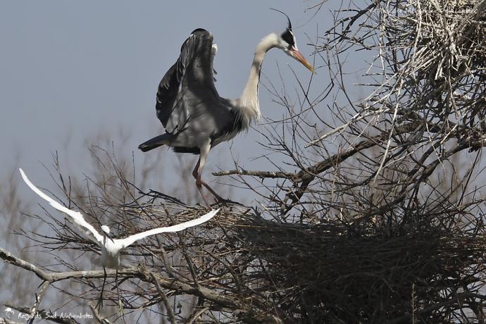 Héron cendré et Aigrette garzette - "Pousse toi de là que je m'y mette !"