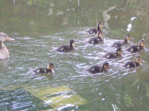 Image58