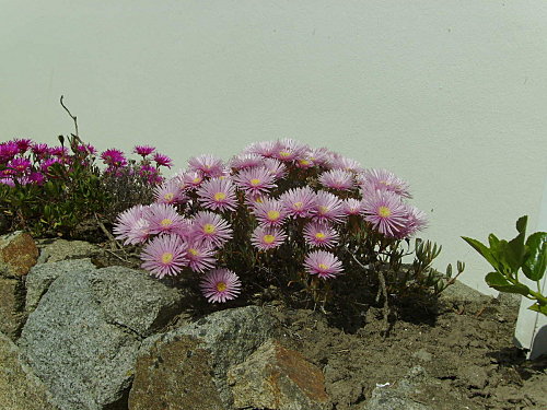 IMGP0089.JPG