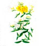 2-Millepertuis
