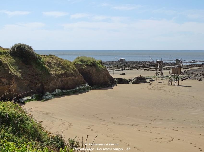 Sortie aux Terres rouges à Tharon Plage 