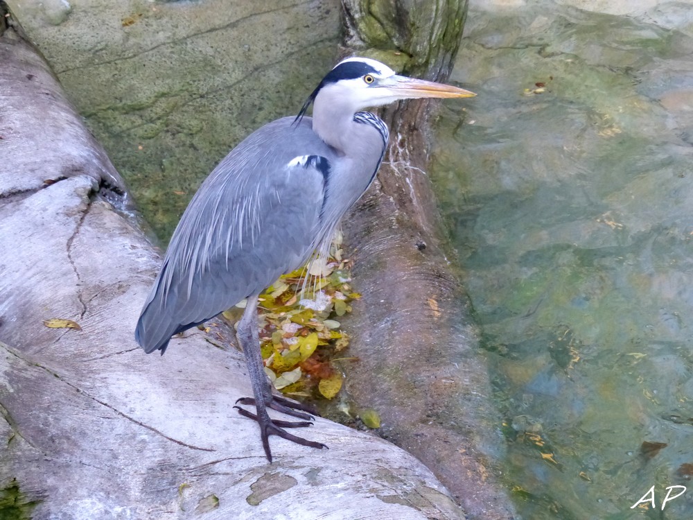 Le zoo avant sa fermeture annuelle