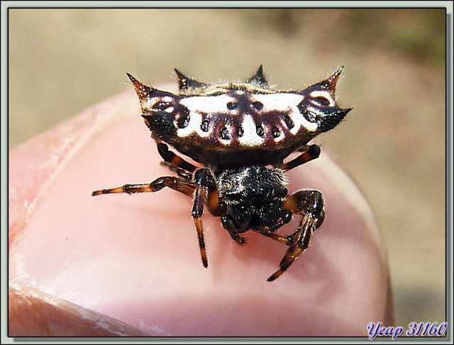 Blog de images-du-pays-des-ours : Images du Pays des Ours (et d'ailleurs ...), Araignée à piquants - Parc National de Chitwan - Teraï - Népal