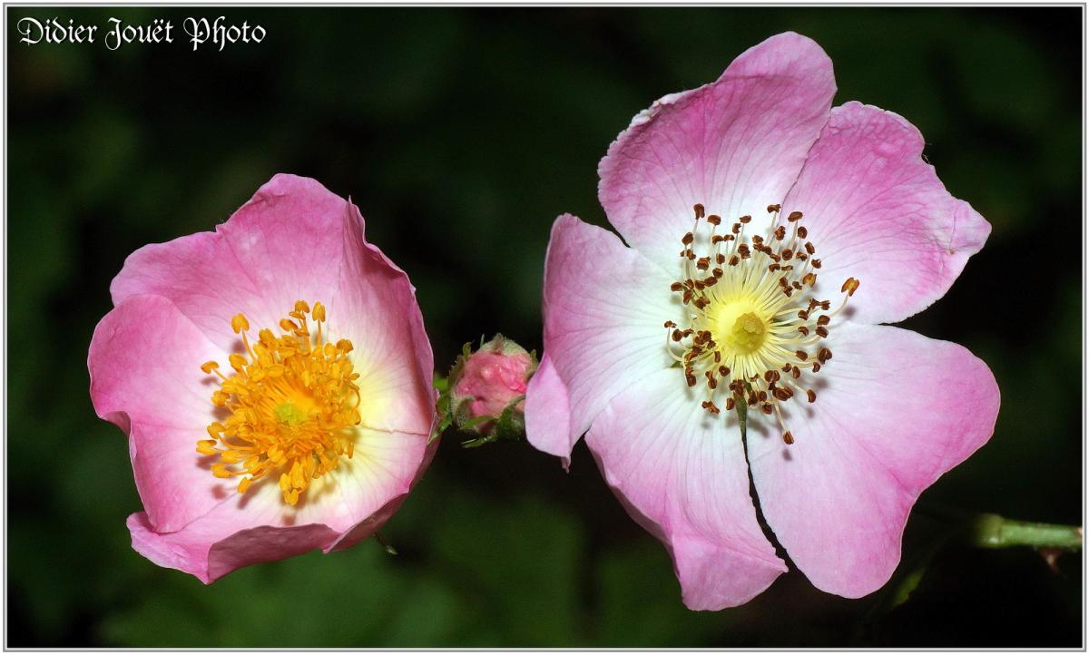 Eglantier (2) - Rosier Sauvage / Rosa Canina - Fleurs
