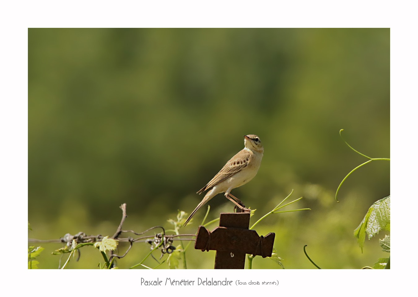 Pipit rousseline