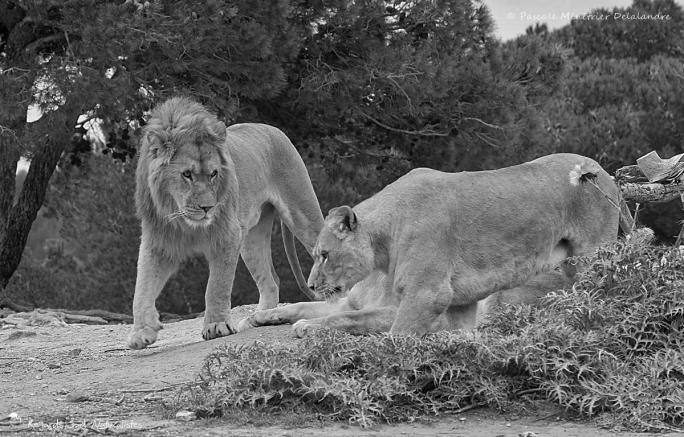 Lion et lionnes