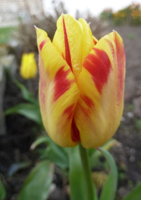 tulipe 
