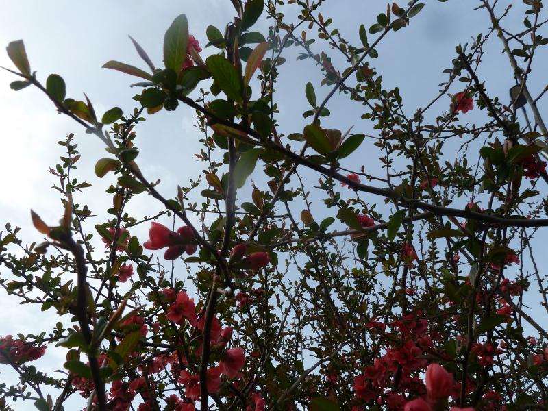 Le printemps ...