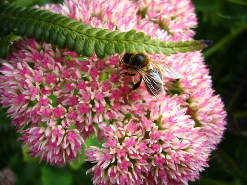 Un jardin mellifère