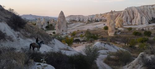 Retournons voir si la Rose...