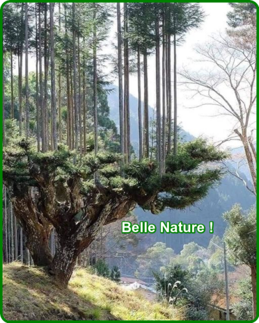 ღ꧁ღ╭⊱ꕥ  La Nature au Naturel   ꕥ⊱╮ღ꧂ღ