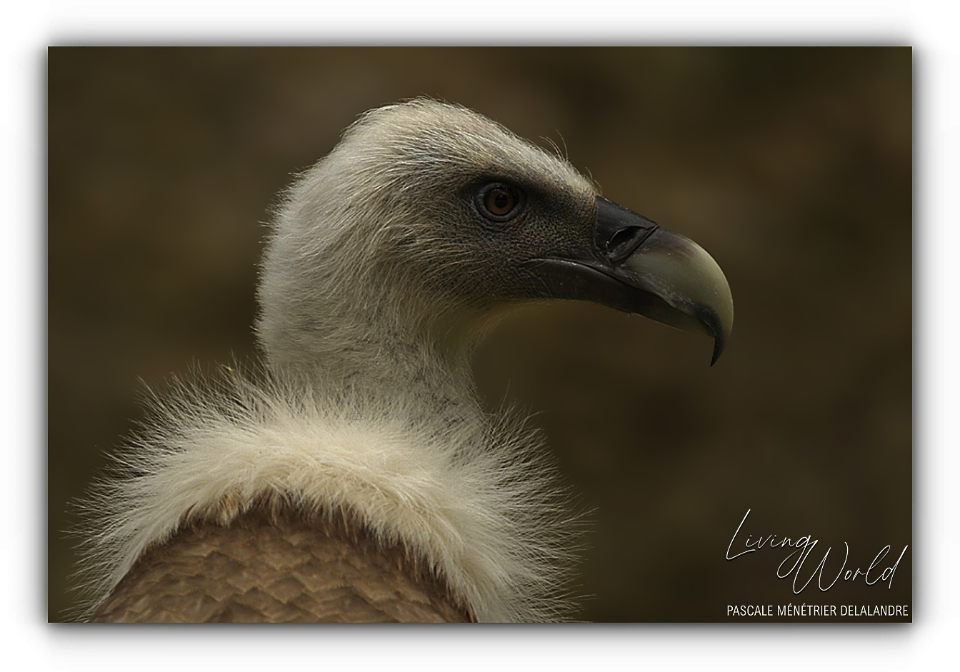 Vautour fauve - Gyps fulvus