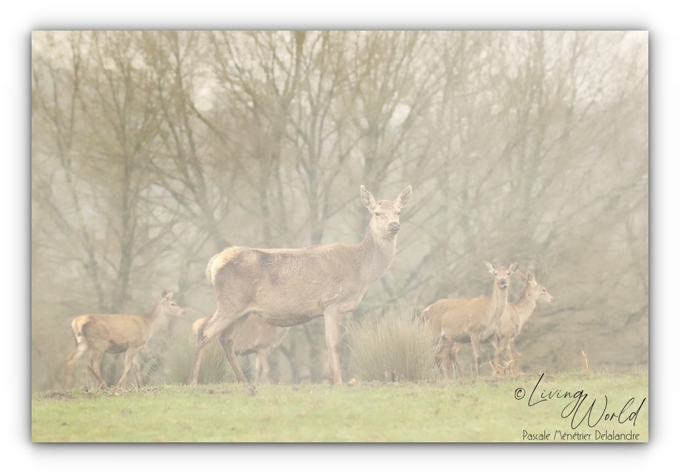 Biche Élaphe paisible