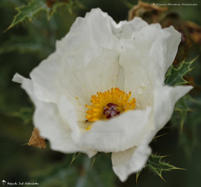 Ciste blanc