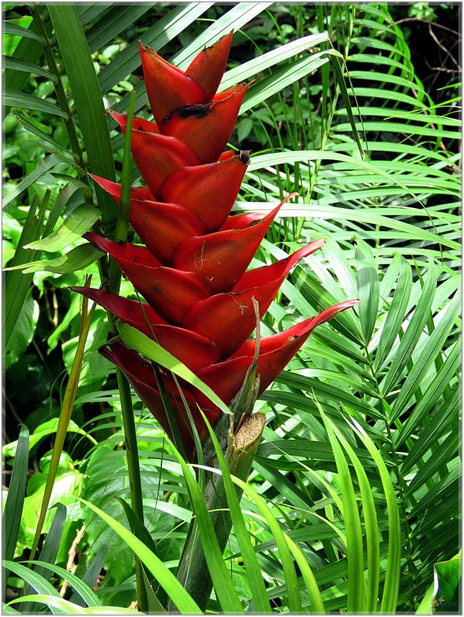 FLEURS VENUS D'AILLEURS   No 2