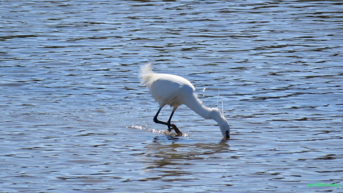 une aigrette ...