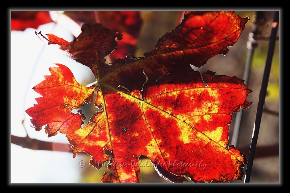 Feuilles de vigne...