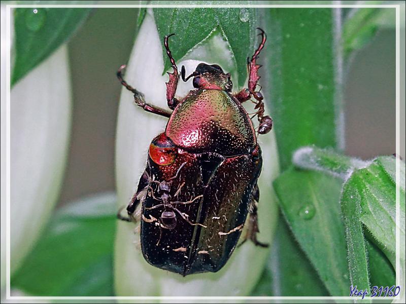 Cétoine dorée (Cetonia aurata) - Lartigau - Milhas - 31