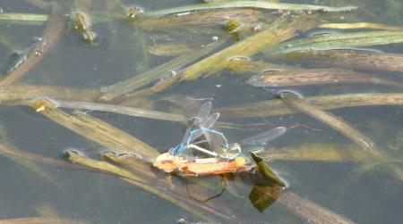 etang_du_Val_St_Martin_Pornic__2_