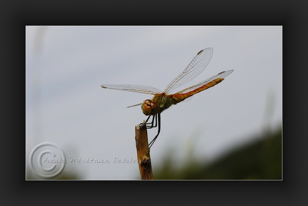  Sympetrum striolatum - Sympétrum strié ???