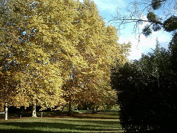 l'automne au parc12