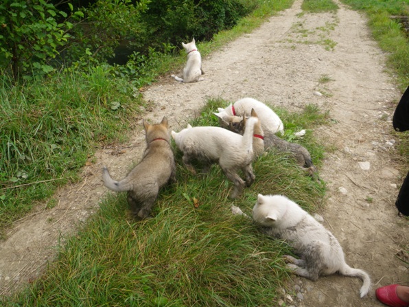 Ballade ruisseau