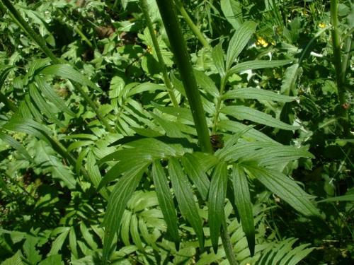 Fleurs cultivées : Valériane