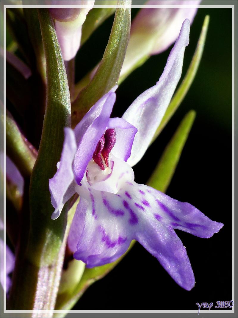 Gros plan sur fleur d'orchidée "Dactylorhiza" - Boulogne-sur-Gesse - 31