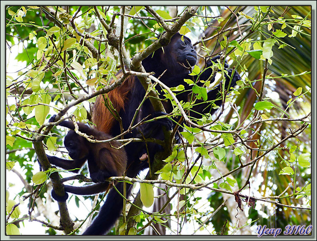 Blog de images-du-pays-des-ours : Images du Pays des Ours (et d'ailleurs ...), Singes Hurleurs: ma maman et moi - Parc National de Cahuita - Puerto Viejo de Talamanca - Costa Rica