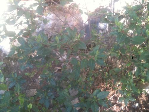 Baignoire naturelle sous roche Montaiguet