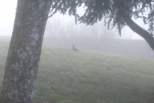 Dans la brume :