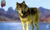 loup248