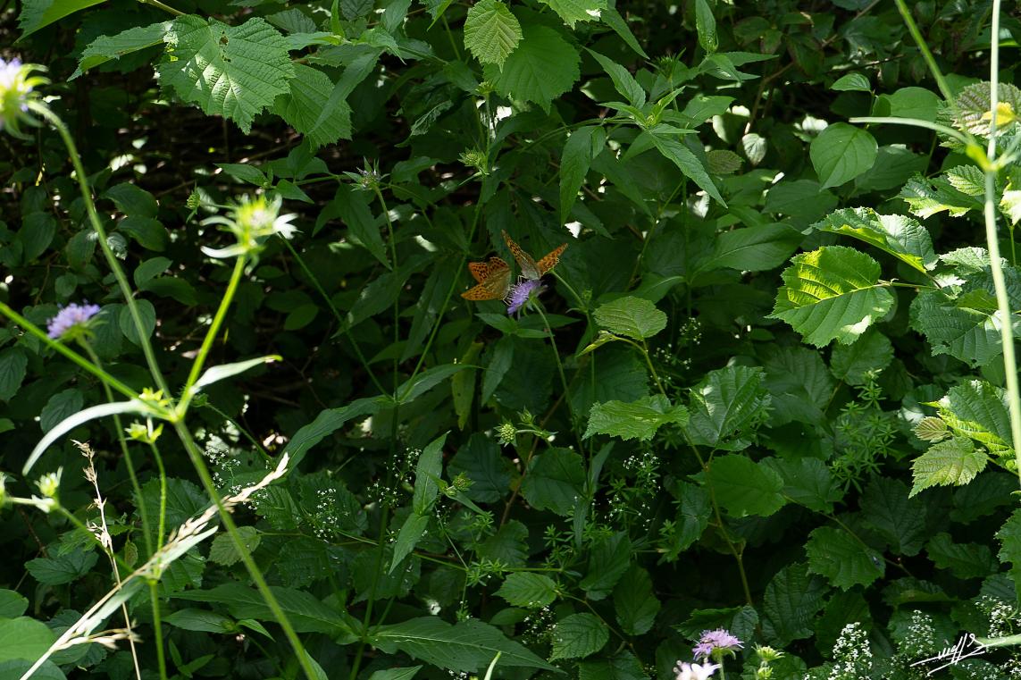 Le lac d'Etival estival  : Papillonnages