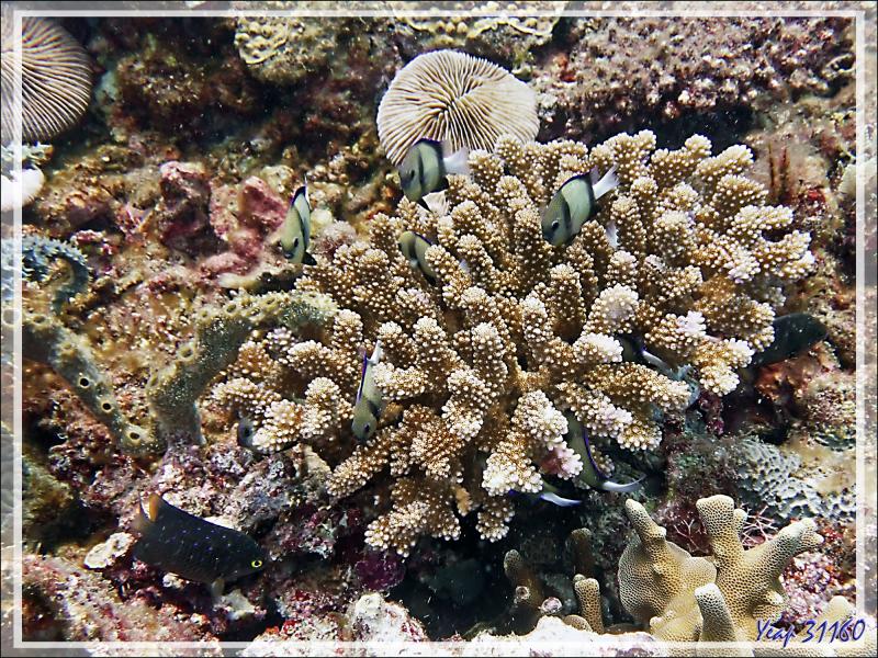 Demoiselles obsures,  Dascyllus indiens, Cloudy dascyllus, Indian dascyllus (Dascyllus carneus) - Betaniazo - Nosy Tsarabanjina - Nosy Mitsio - Madagascar