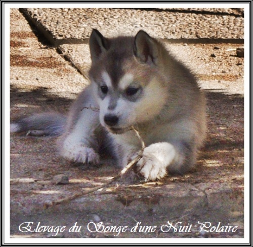 Chiot Husky Femelle 2 (38j)