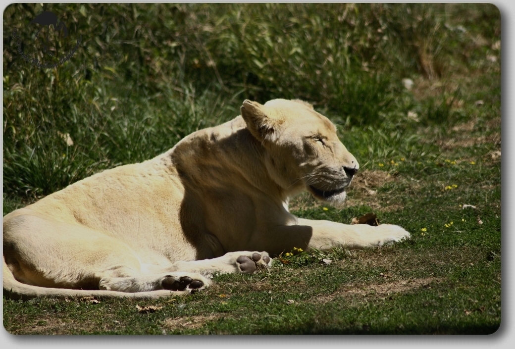 Lionne Blanche...