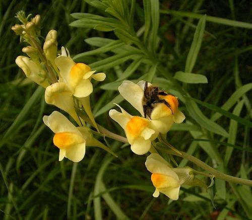 Fleurs cultivées : Linaires
