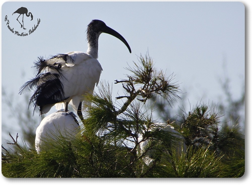 Ibis sacrés...