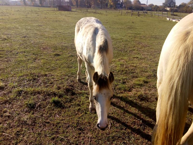 ce Samedi j'ai rendu visite aux chevaux